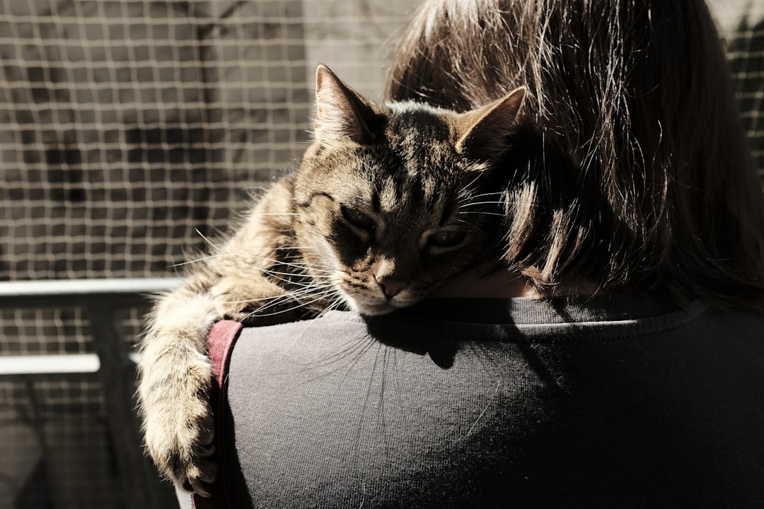 Cat grooming demonstration