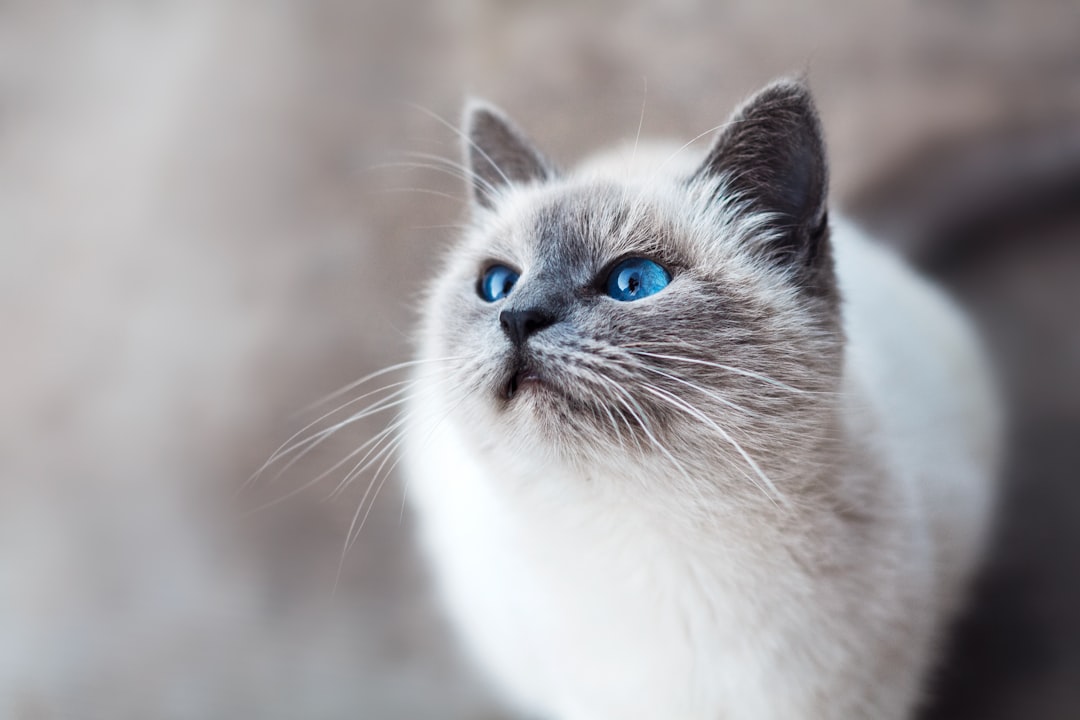 Cat grooming tools